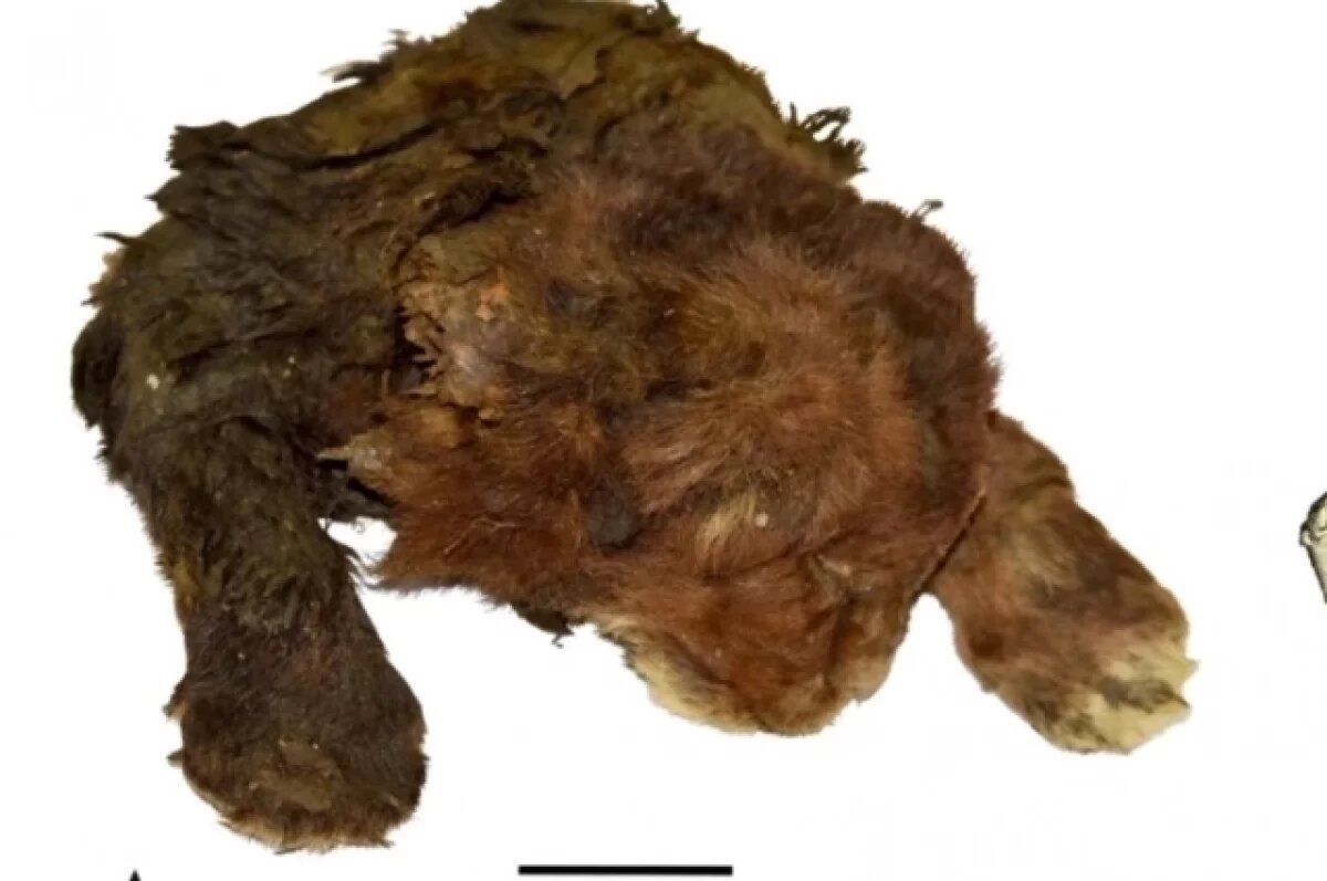    Мумию жившей 35 тысяч лет назад саблезубой кошки впервые нашли в Якутии