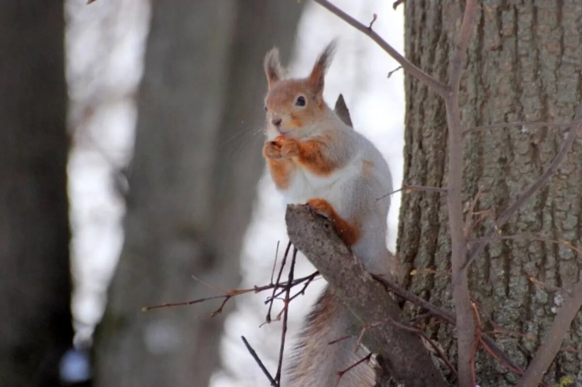    В Международный день белок в Нижегородской области посчитали хвостатых