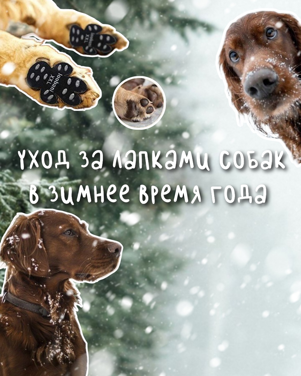 Приближается зима, а значит пора задуматься о том, как сделать этот период безопасным и комфортным для наших четвероногих друзей. 