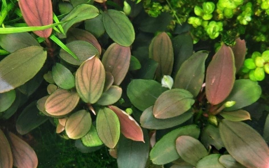 Фото: Сергей Лукьянов, г. Мурманск