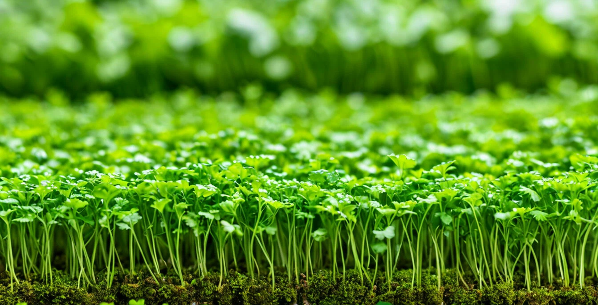 Микро зелень