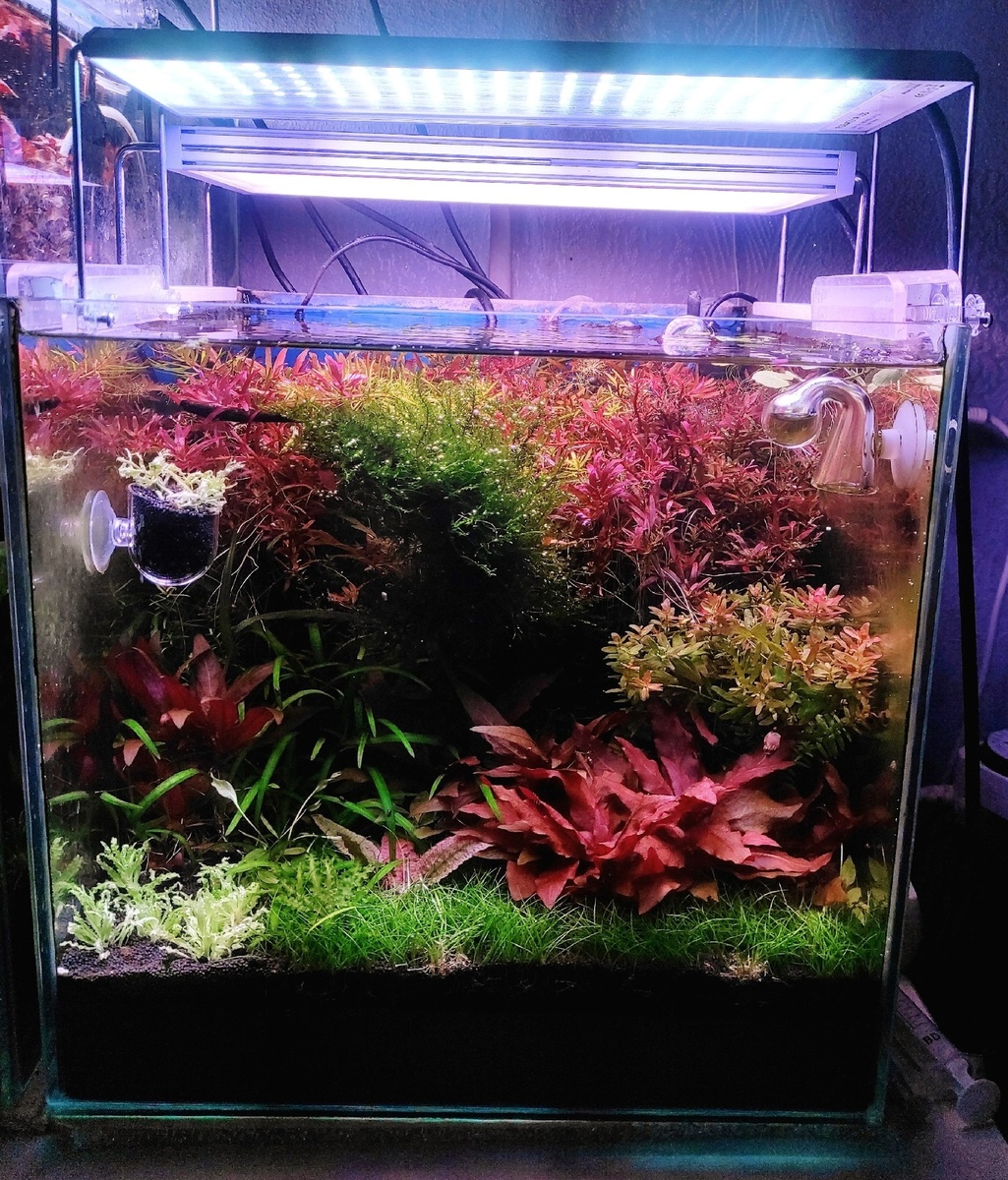 Фото: Геннадий Лазарев, г. Батайск