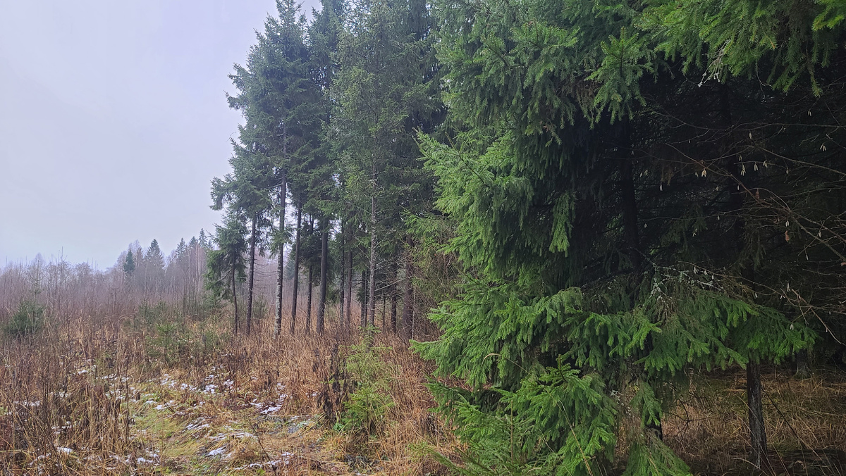 Зато не жарко и комаров нет..