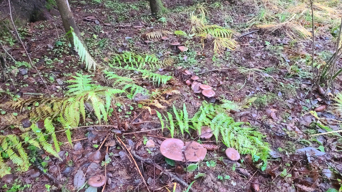 "Ведьмин" круг фиолетовой рядовки