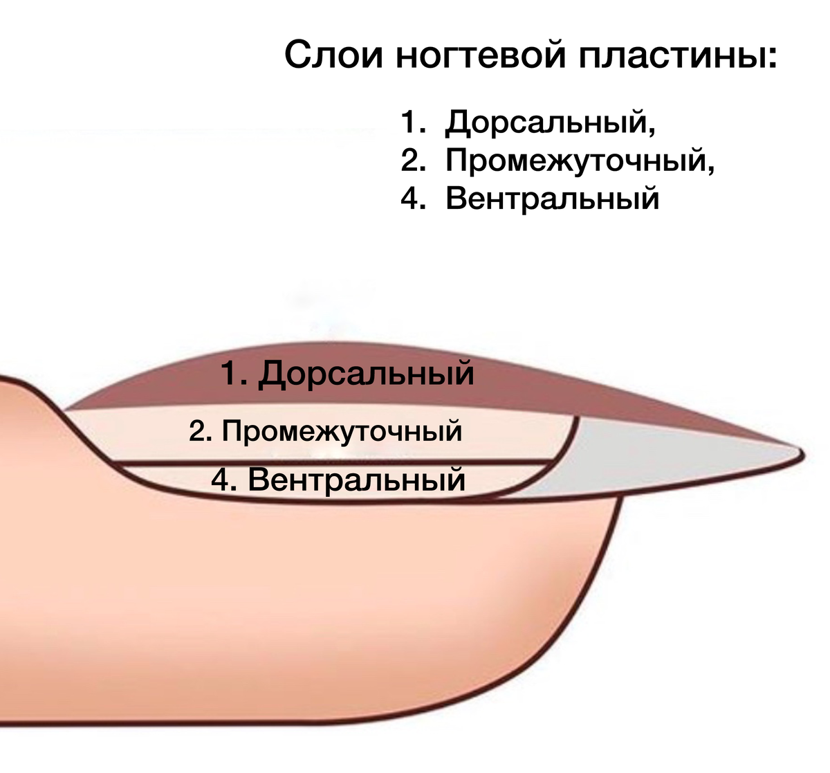 Слои ногтевой пластины
