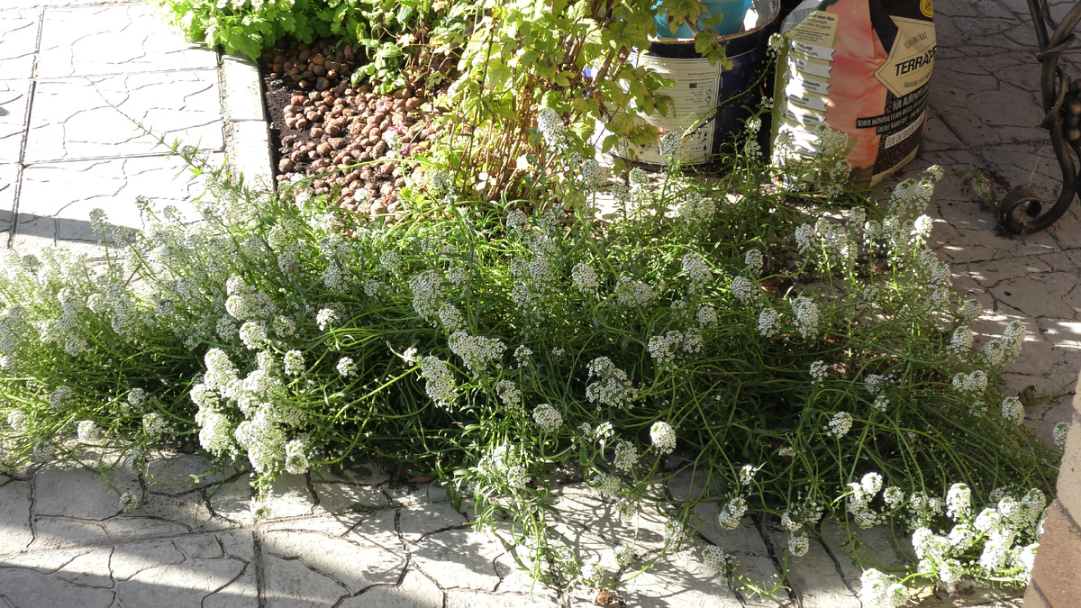 Алиссум тоже на букву А