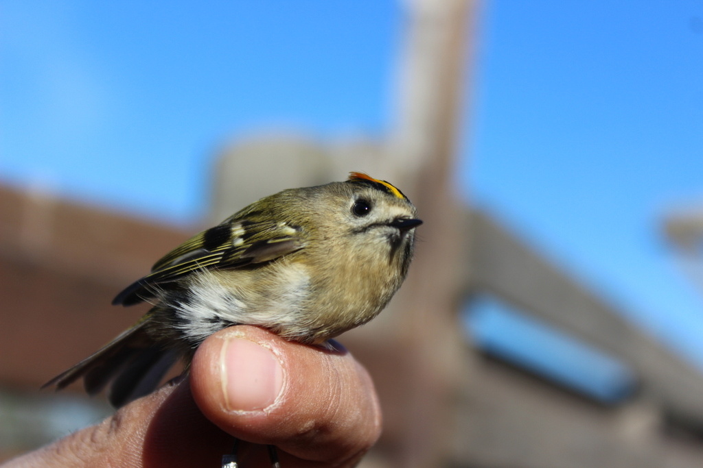Желтоголовый королек, ноябрь, Италия, фото brunodovere