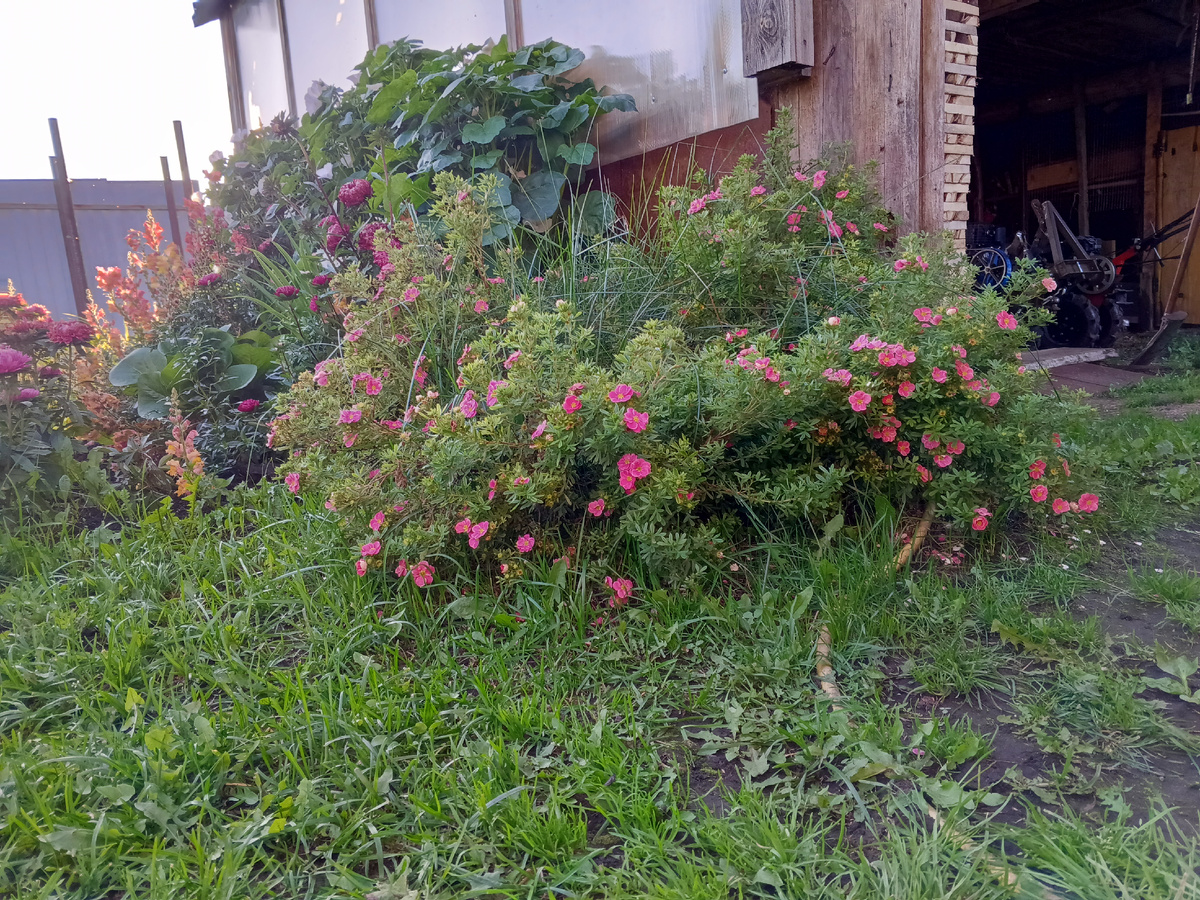 Моя красавица 🌿❤️