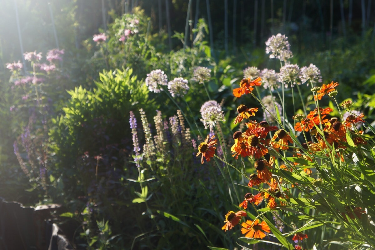 1. Вот так выглядел мой временный миксбордер вдоль помидорных грядок
