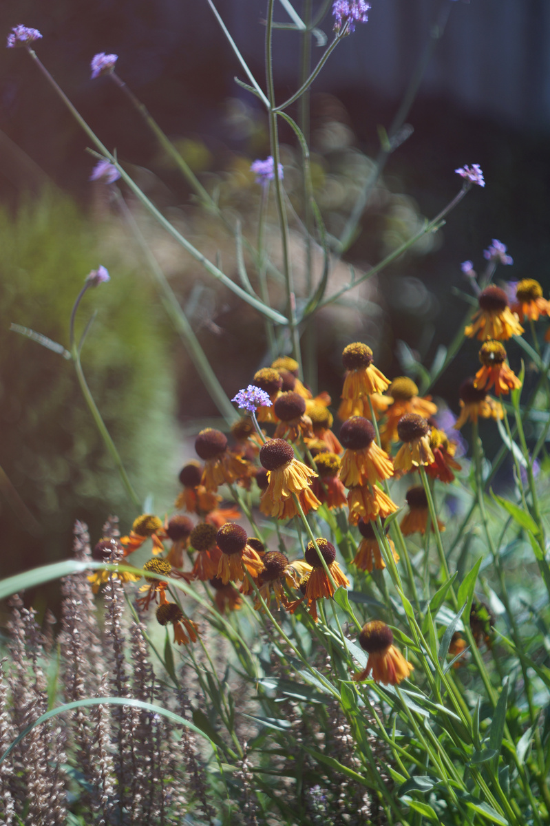 2. Гелениум долго ждал переезда в мой цветник
