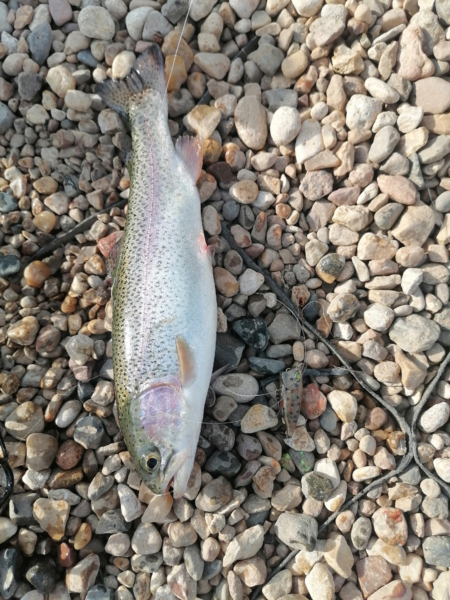 Maggini 642ul - результат мягкого твича попперa Spish 25. 