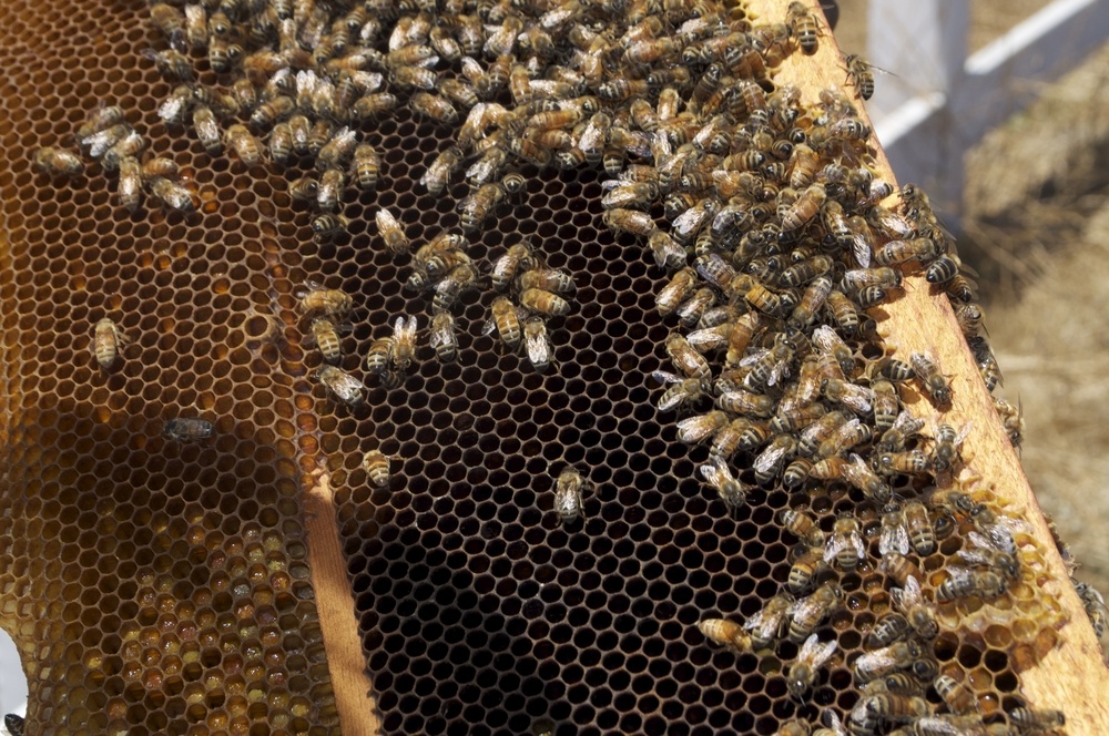 Методы пчеловодства 