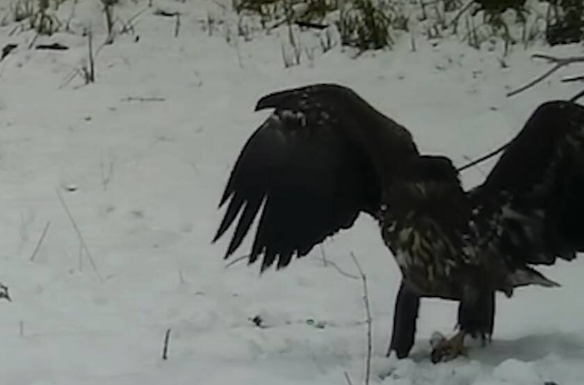    Фотоловушка запечатлела краснокнижного орлана-белохвоста в Бузулукском бору