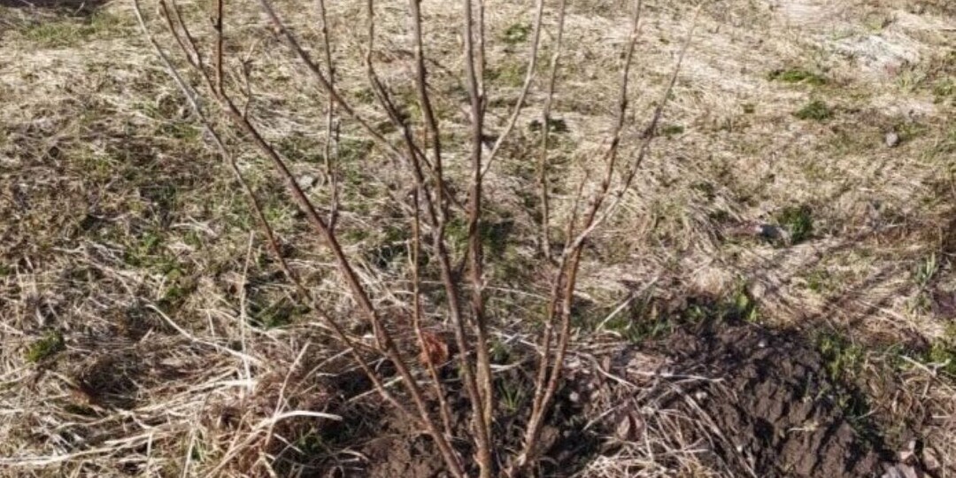 Смородины будет много, если осенью делать так