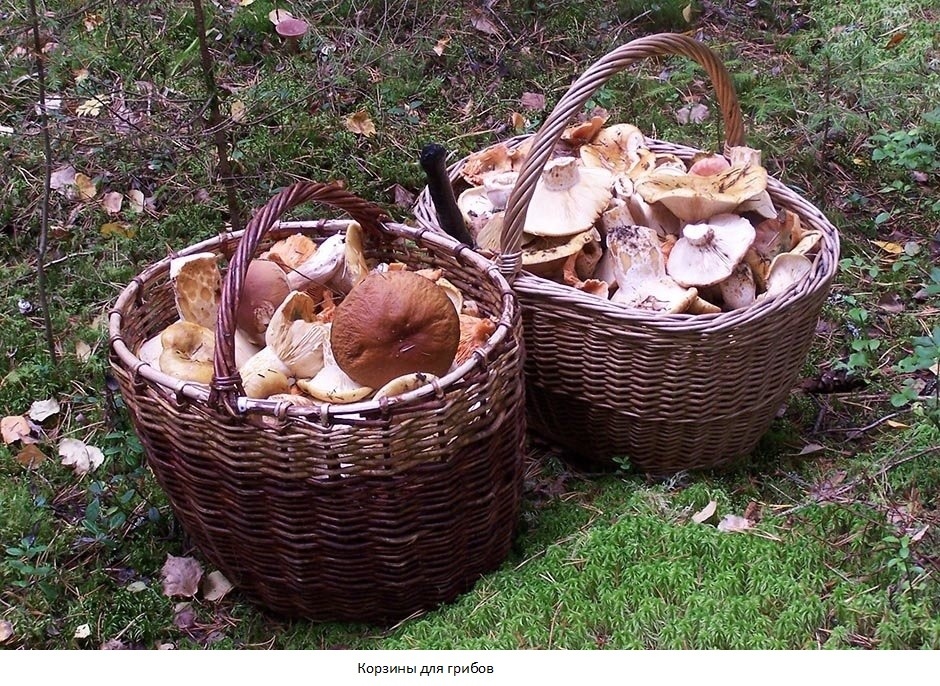 фото взято из открытых источников интернета