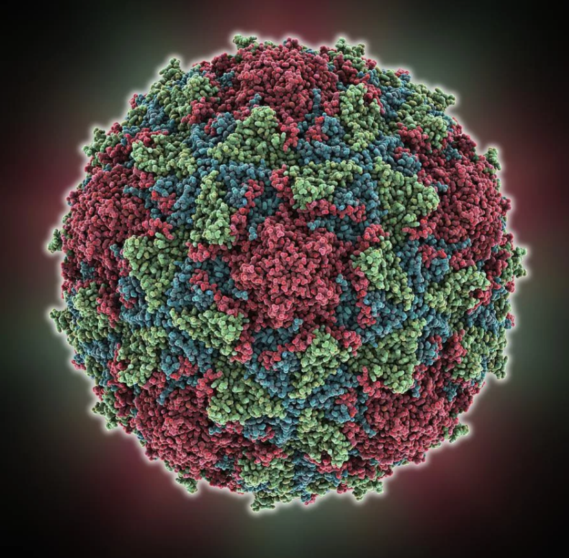 Известно три серотипа вируса полиомиелита: PV-1, PV-2 и PV-3. Все способны вызывать полиомиелит, а иммунитет против вируса одного типа не защищает от других серотипов