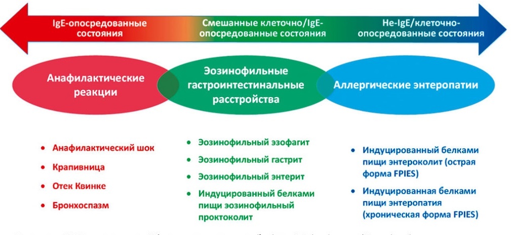 С позиции гастроинтестинальных (желудочно-кишечных) форм нас интересуют именно Не-IgE формы.
