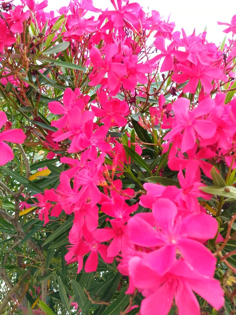Ах, эти Олеандры в Сочи!