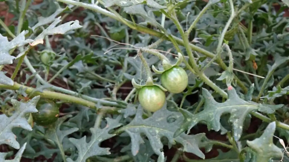  Фото:swcoloradowildflowers
Плод паслена трехцветкового – ягоды зелёного, жёлтого или чёрно-бурого цвета диаметром до 1,2 см