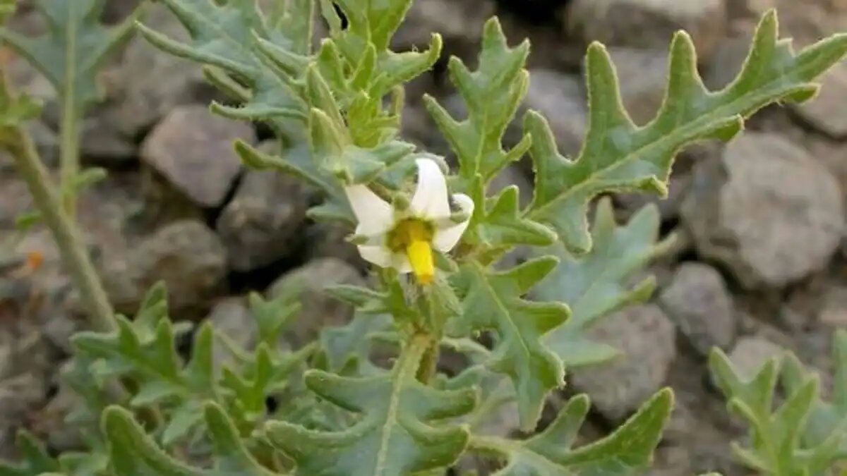 Фото:Go Botany В почве семена паслена трехцветкового сохраняются не менее 9 лет