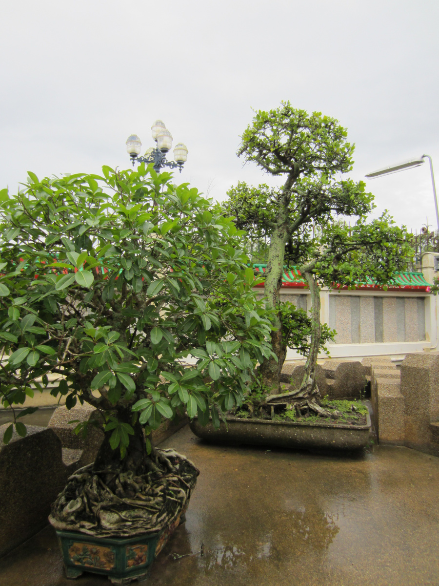 Бонсай. Таиланд, монастырь, дворик