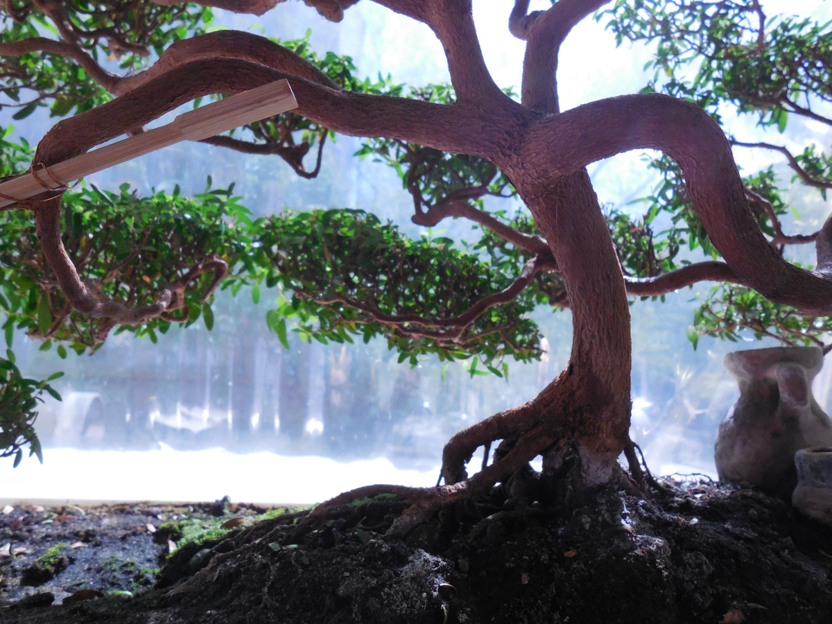 Мирт. Формировка от черенка до...