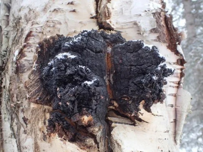 Чага. Источник: picturethisai.com