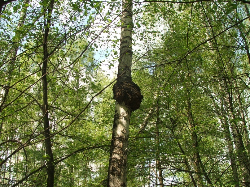 Чага. Источник: wikimedia.org