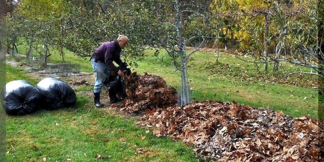 Осенние советы дачнику: отвечаем на тридцать пять интересных вопросов от начинающих садоводов и огородников. Часть 2
