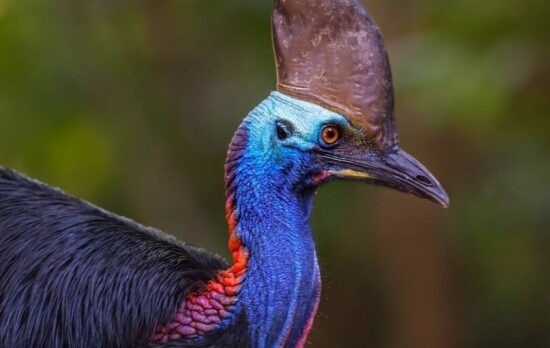 Фото: Яндекс картинки