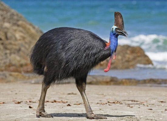 Фото: Яндекс картинки