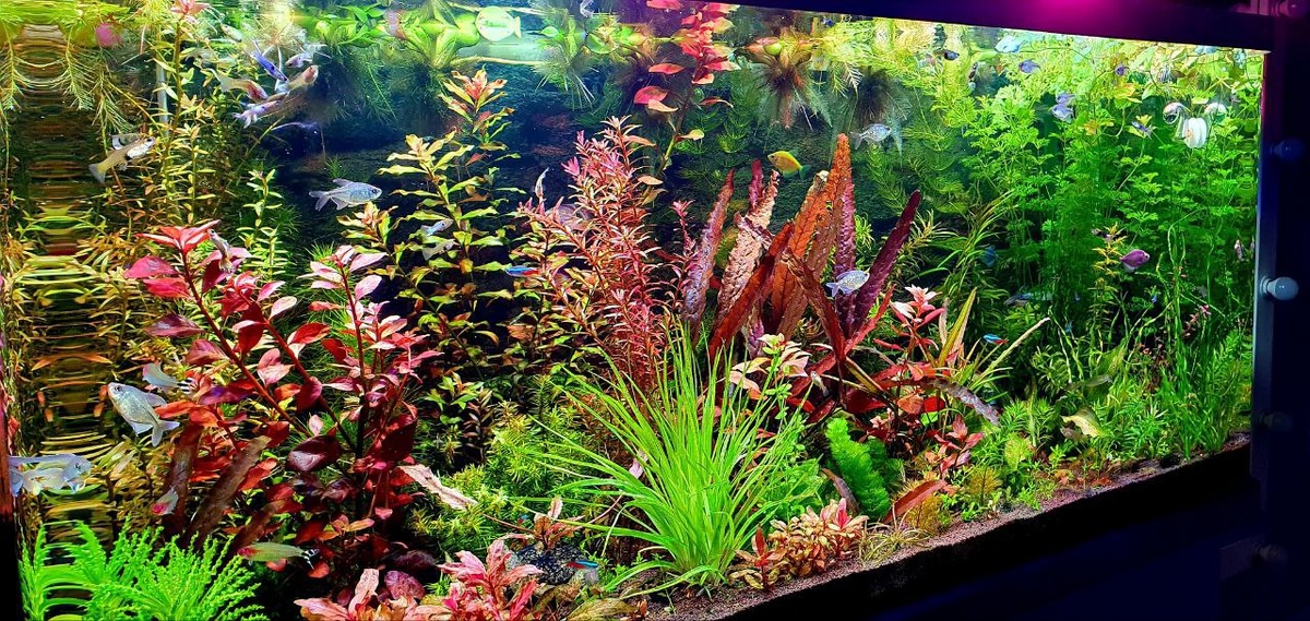 Фото: Сергей Московчук, г. Благовещенск