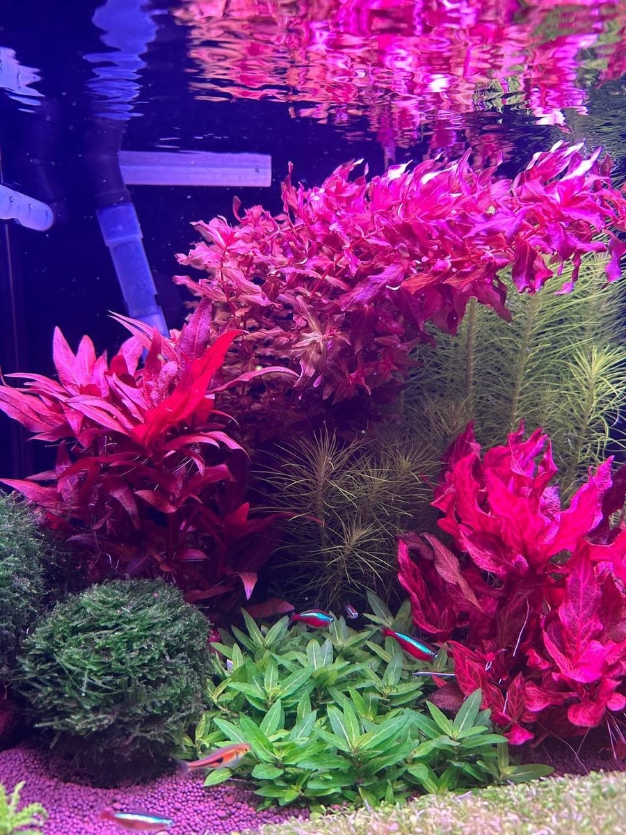 Фото: Алексей Жаренков, г. Архангельск