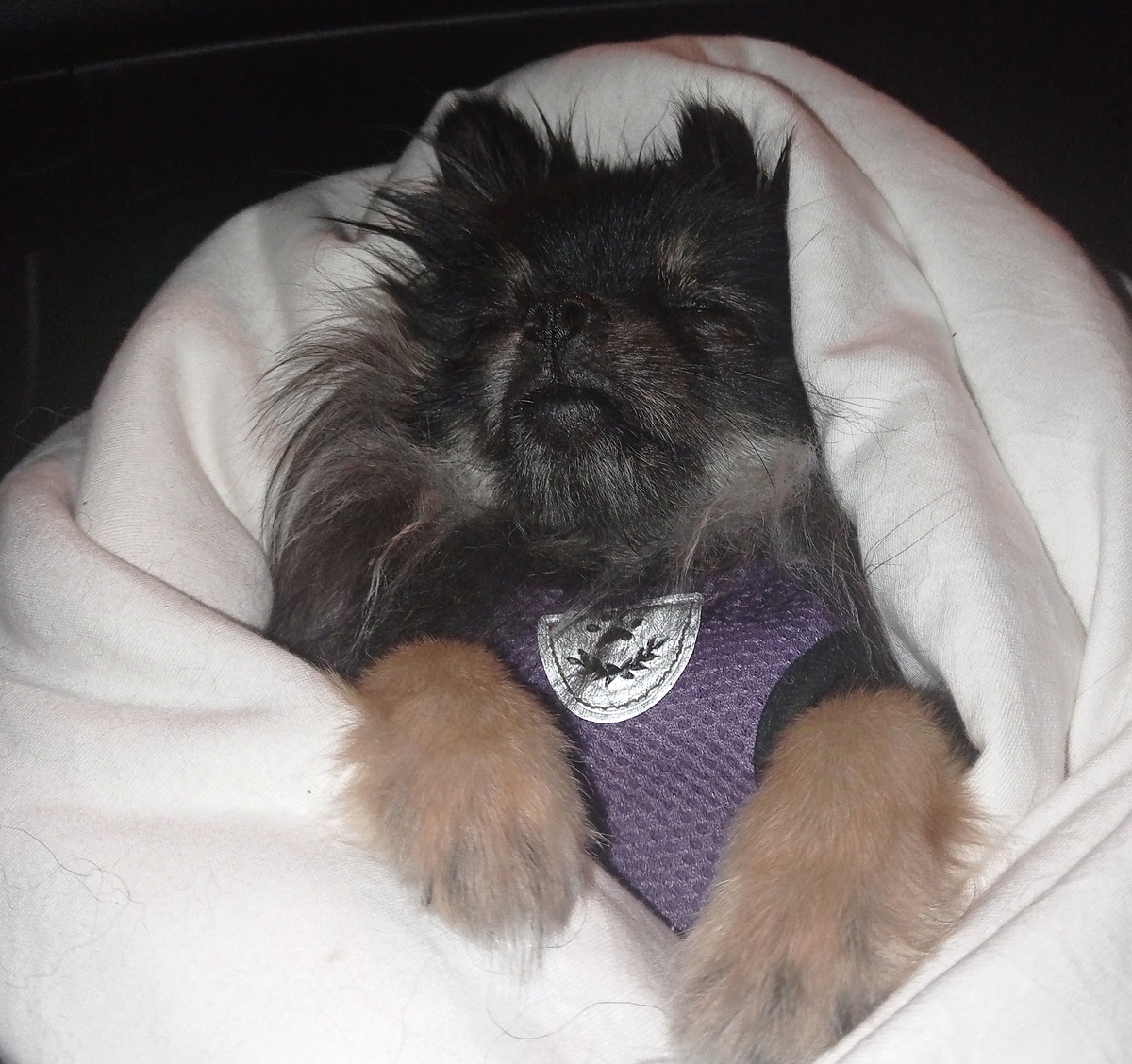 Вот так наша девочка путешествует на машине у меня на коленях 😄