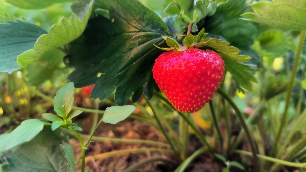    Максим Константинов/Globallookpress