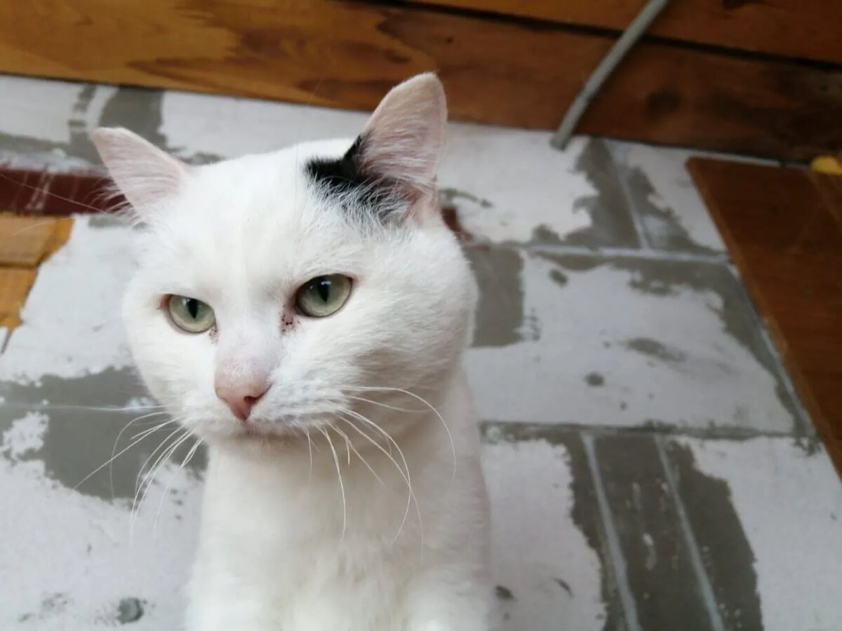 Степка - мудрый, строгий и ответственный кот )))