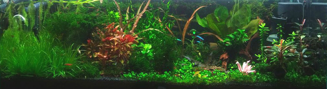 Фото: Дмитрий Ткаченко, г. Дмитров