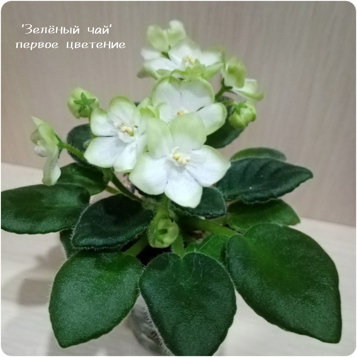 коллекция автора