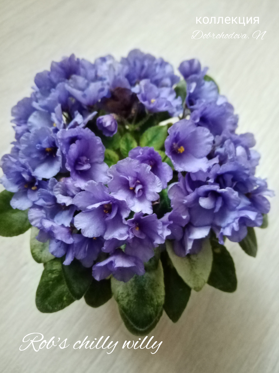 коллекция автора