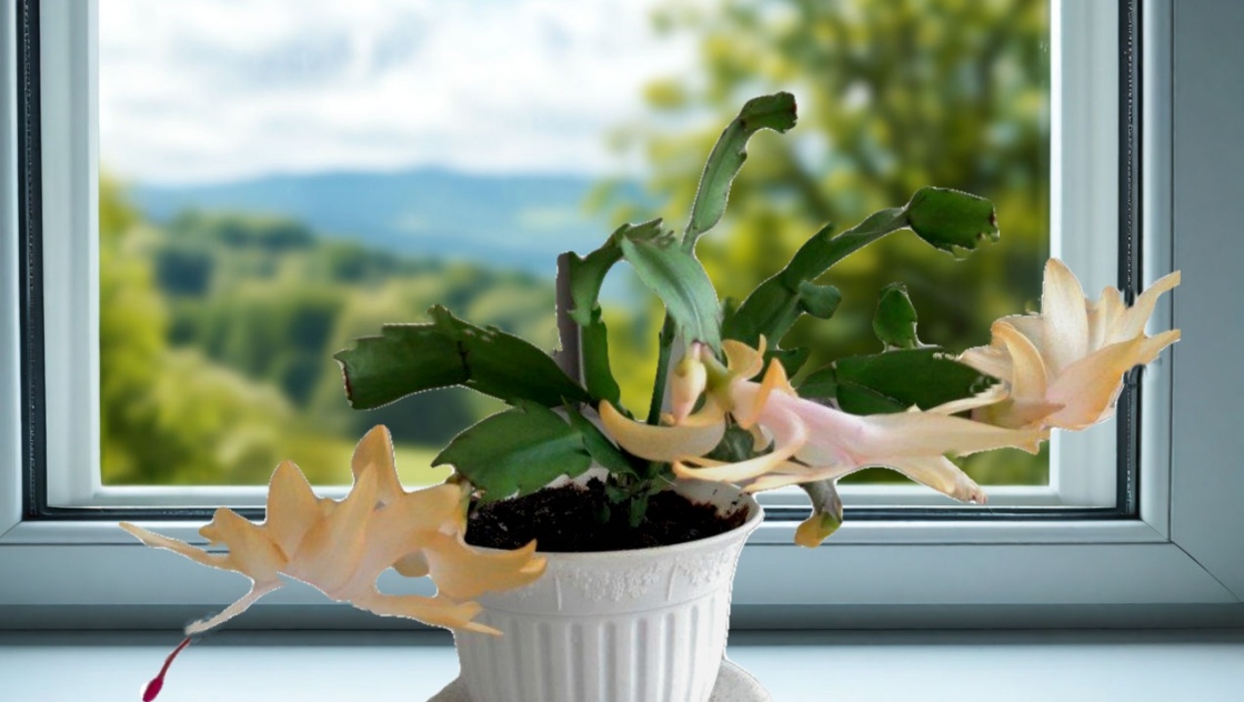 Цветки декабриста обычно розовые или красные, реже других расцветок и появляются в декабре–январе.