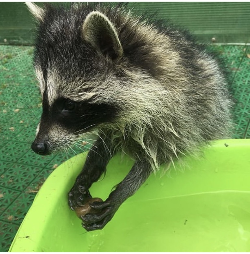 Из личного архива. Еноты. Питомцы. Животные 