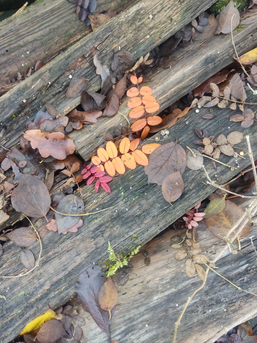 Краски ноября 