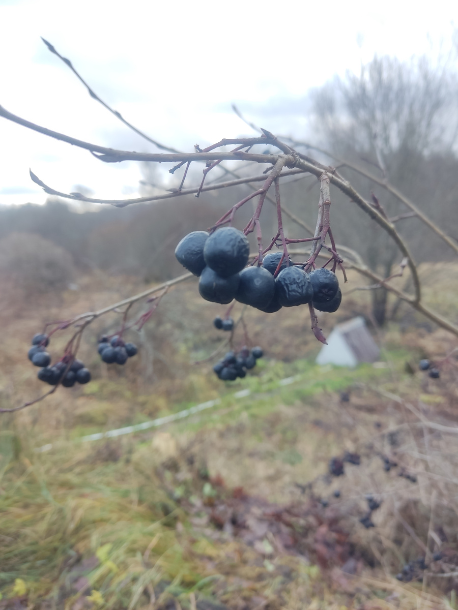 Черноплодная рябина ещё не съедена у птиц.