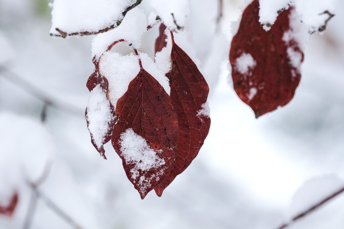Фото с сайта pixabay