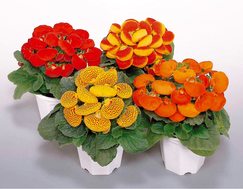 Кальцеолярия может быть разной окраски