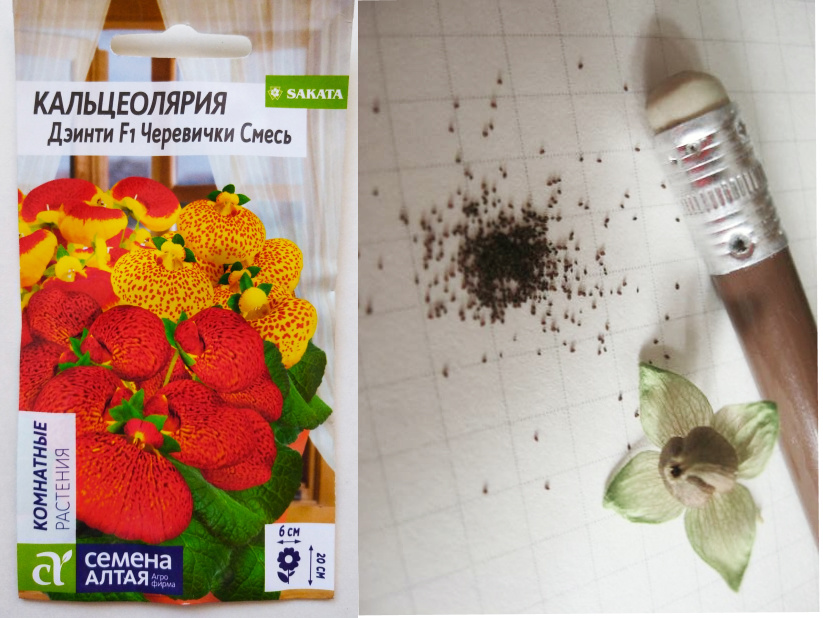 Семена можно купить или собрать самостоятельно