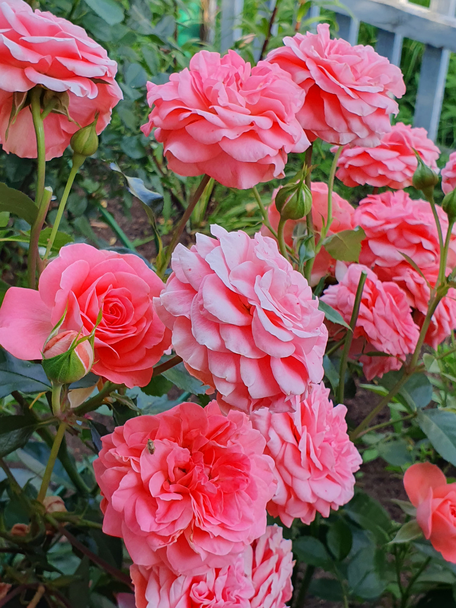 Schackenborg.  Эта красотка появилась в моем саду пересортом. О чем ни разу я не пожалела. Цветок держит ооочень долго!