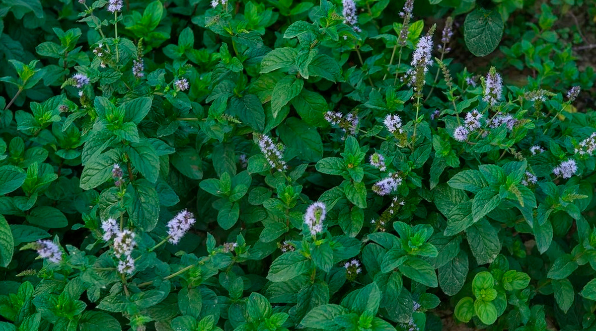 Мята перечная (Mentha piperita)