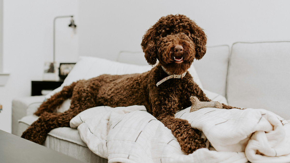 Миф о гипоаллергенности стал причиной роста популярности так называемых дизайнерских собак. Фото daniel l/unsplash