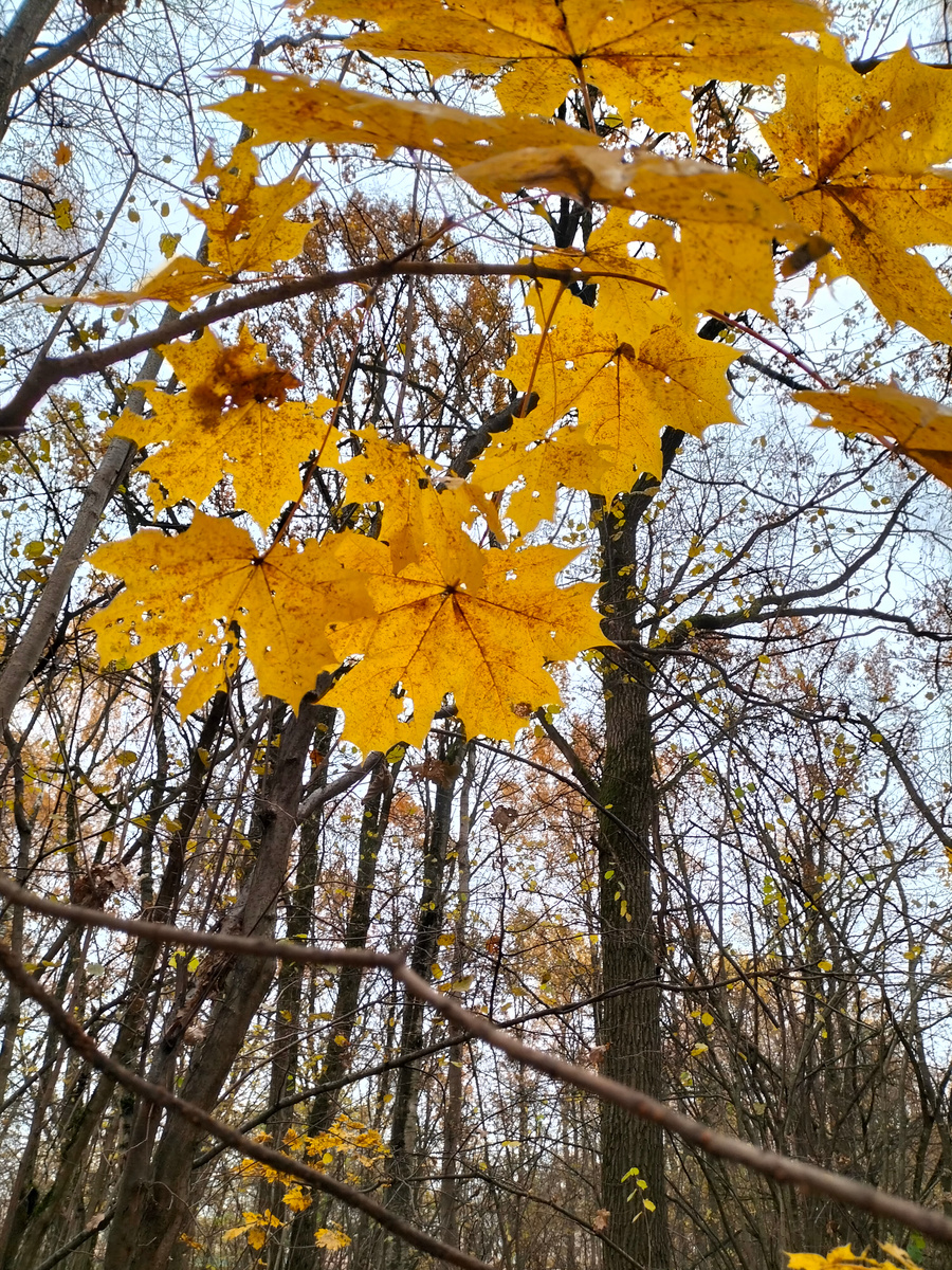 Осенний парк  (фото личное)